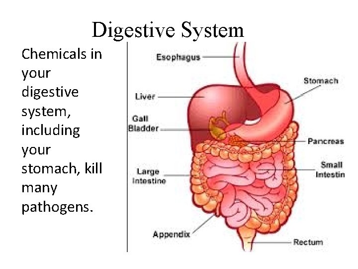 Digestive System Chemicals in your digestive system, including your stomach, kill many pathogens. 