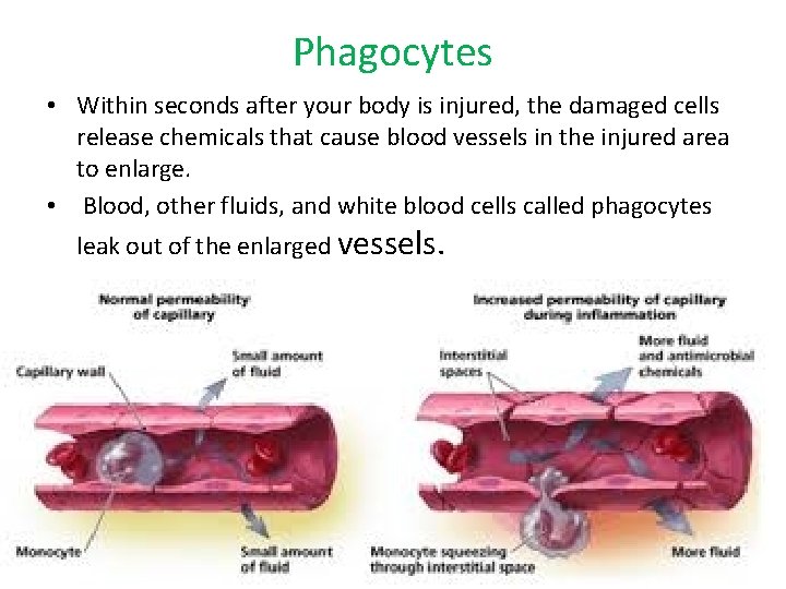 Phagocytes • Within seconds after your body is injured, the damaged cells release chemicals