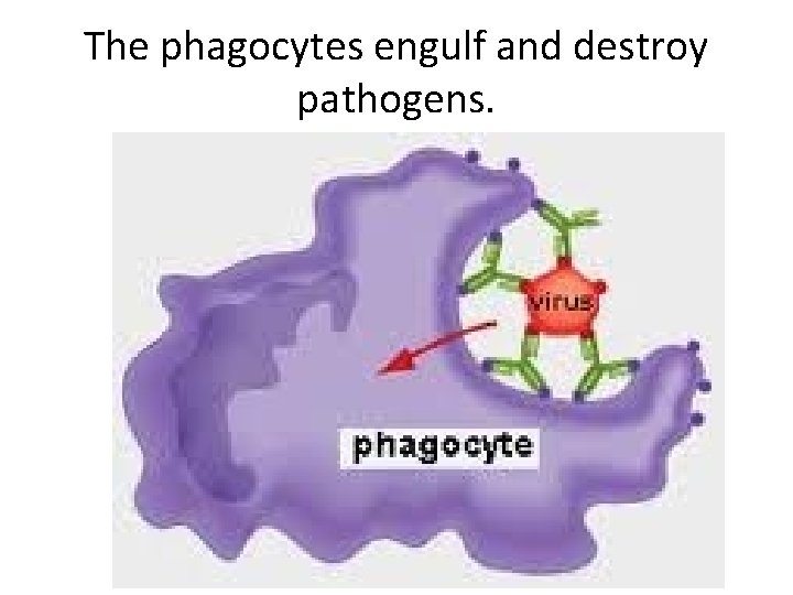 The phagocytes engulf and destroy pathogens. 