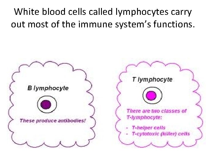White blood cells called lymphocytes carry out most of the immune system’s functions. 