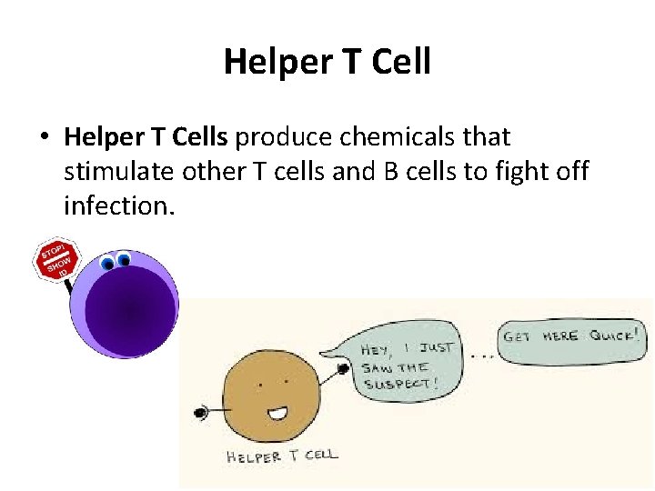 Helper T Cell • Helper T Cells produce chemicals that stimulate other T cells