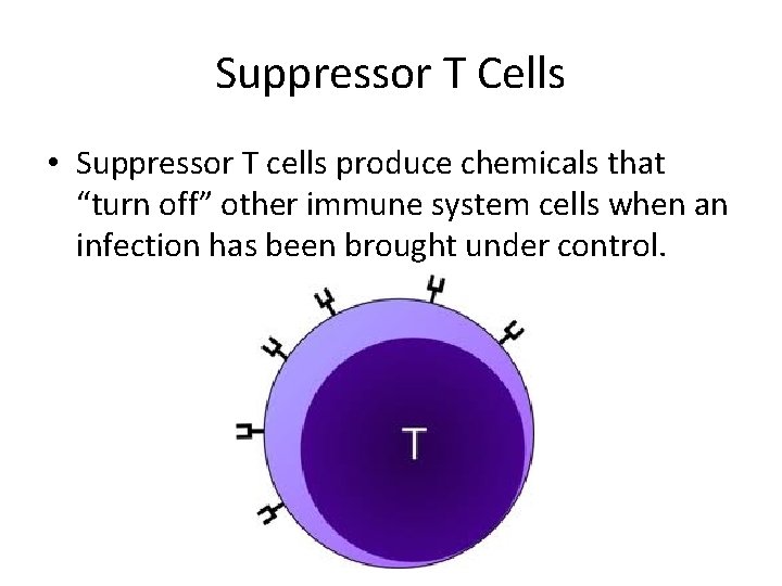 Suppressor T Cells • Suppressor T cells produce chemicals that “turn off” other immune