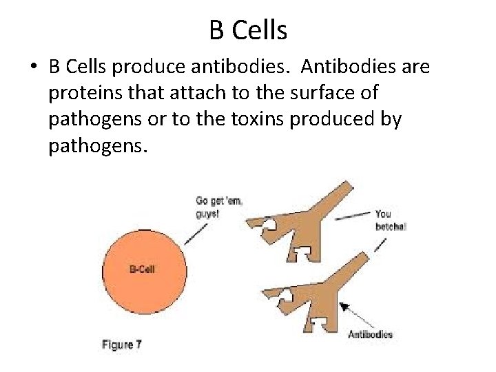 B Cells • B Cells produce antibodies. Antibodies are proteins that attach to the