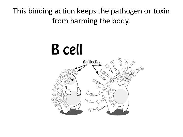 This binding action keeps the pathogen or toxin from harming the body. 
