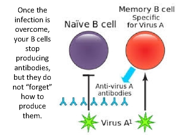Once the infection is overcome, your B cells stop producing antibodies, but they do