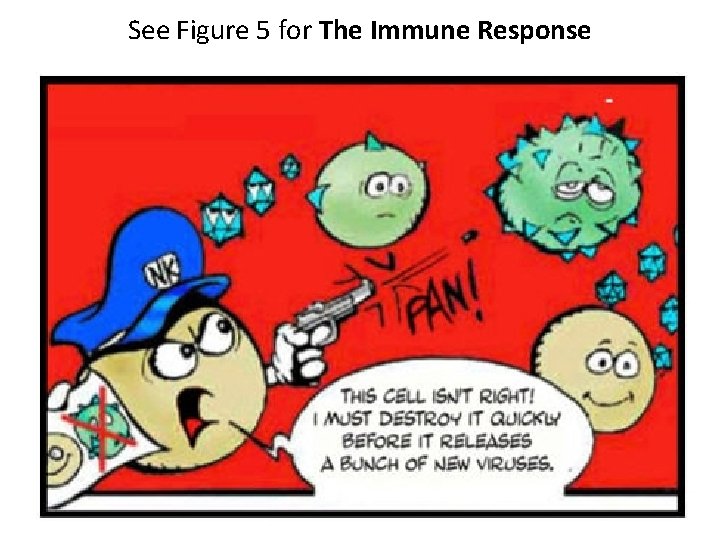 See Figure 5 for The Immune Response 