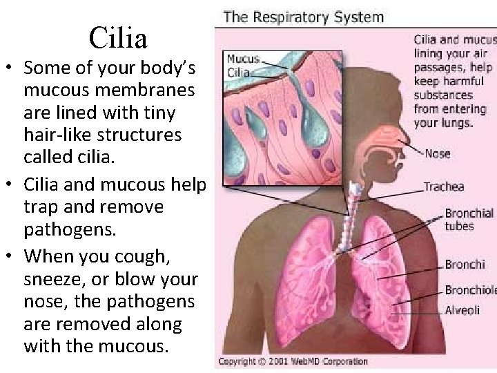 Cilia • Some of your body’s mucous membranes are lined with tiny hair-like structures