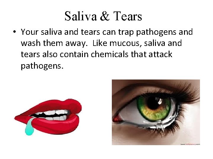 Saliva & Tears • Your saliva and tears can trap pathogens and wash them
