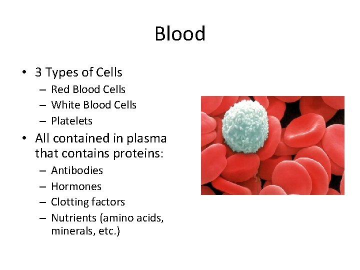 Blood • 3 Types of Cells – Red Blood Cells – White Blood Cells