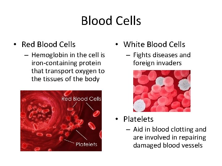 Blood Cells • Red Blood Cells – Hemoglobin in the cell is iron-containing protein