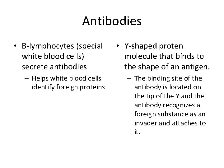 Antibodies • B-lymphocytes (special white blood cells) secrete antibodies – Helps white blood cells