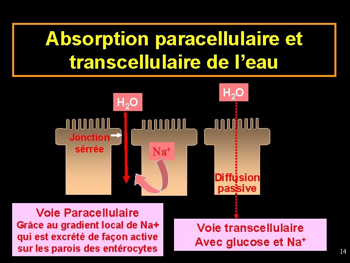 Absorption paracellulaire et transcellulaire de l’eau H 2 O Jonction sérrée Na+ Diffusion passive