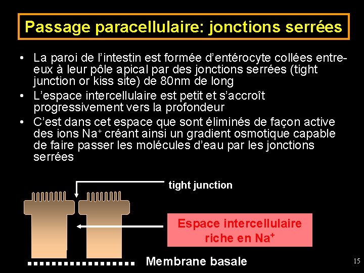Passage paracellulaire: jonctions serrées • La paroi de l’intestin est formée d’entérocyte collées entreeux