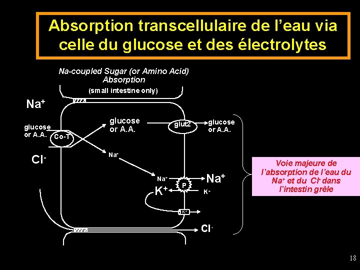 Absorption transcellulaire de l’eau via celle du glucose et des électrolytes Na-coupled Sugar (or