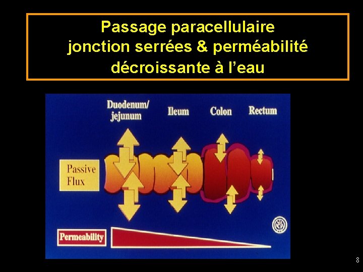 Passage paracellulaire jonction serrées & perméabilité décroissante à l’eau 8 