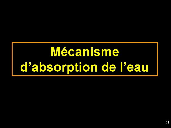 Mécanisme d’absorption de l’eau 11 