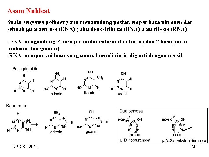 Asam Nukleat Suatu senyawa polimer yang menagndung posfat, empat basa nitrogen dan sebuah gula