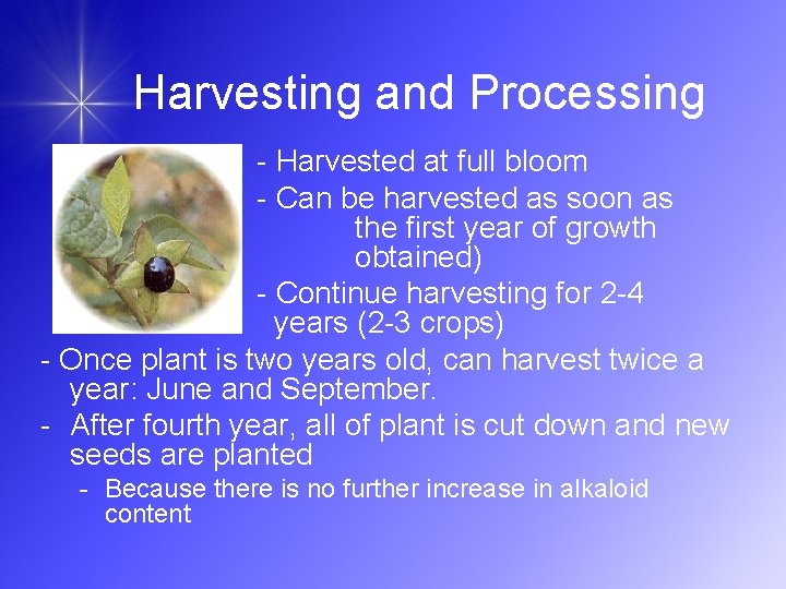 Harvesting and Processing - Harvested at full bloom - Can be harvested as soon