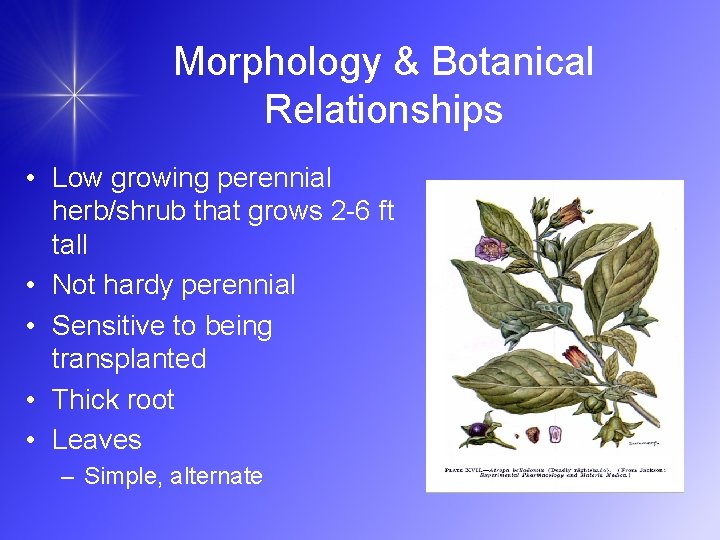 Morphology & Botanical Relationships • Low growing perennial herb/shrub that grows 2 -6 ft