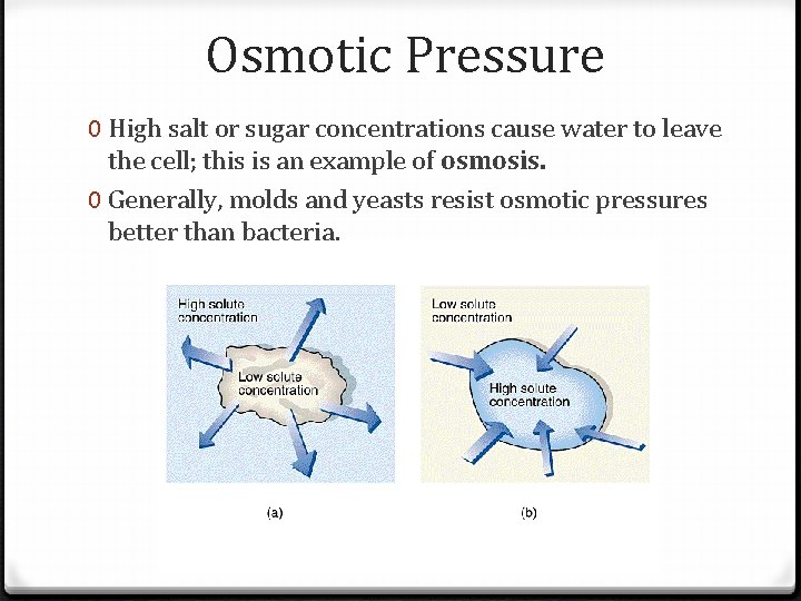 Osmotic Pressure 0 High salt or sugar concentrations cause water to leave the cell;