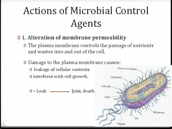 Actions of Microbial Control Agents 0 1. Alteration of membrane permeability 0 The plasma