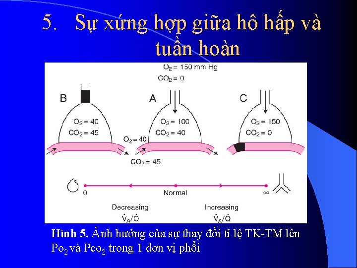 5. Sự xứng hợp giữa hô hấp và tuần hoàn Hình 5. Ảnh hưởng