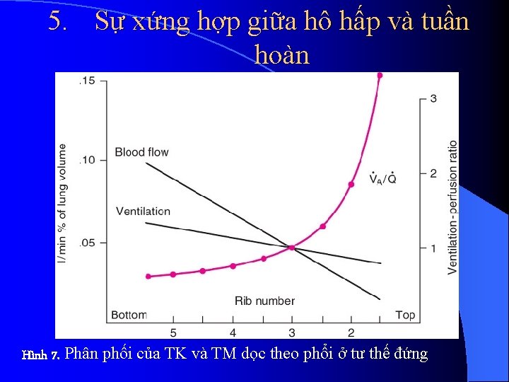 5. Sự xứng hợp giữa hô hấp và tuần hoàn Hình 7. Phân phối