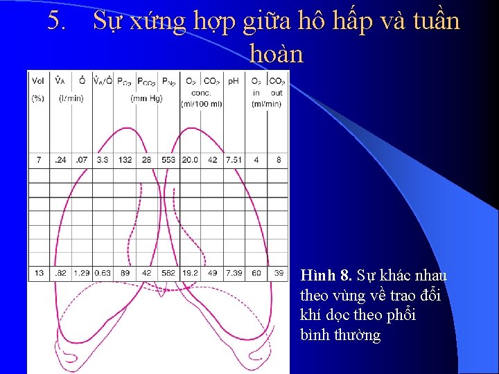 5. Sự xứng hợp giữa hô hấp và tuần hoàn Hình 8. Sự khác