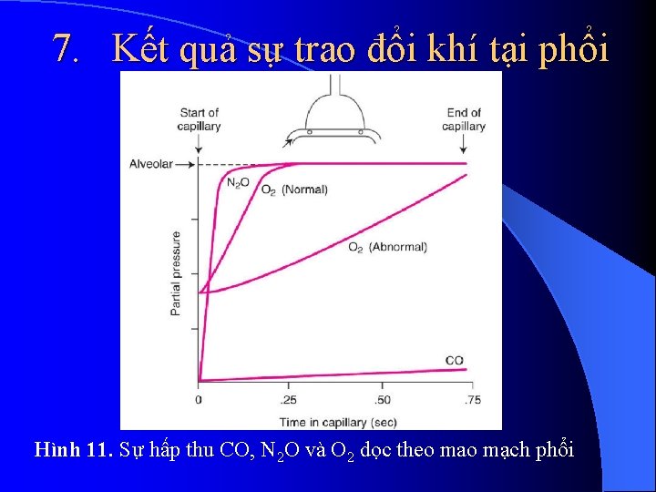 7. Kết quả sự trao đổi khí tại phổi Hình 11. Sự hấp thu