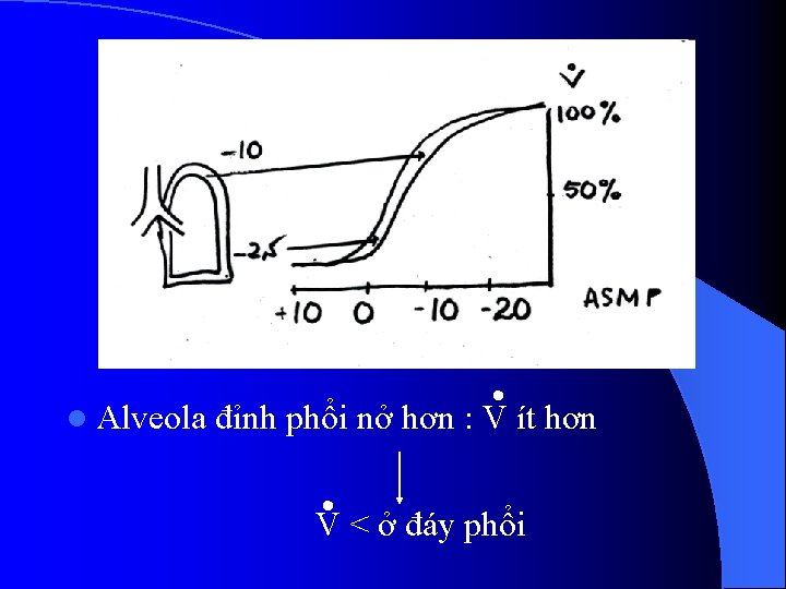 l Alveola đỉnh phổi nở hơn : V ít hơn V < ở đáy