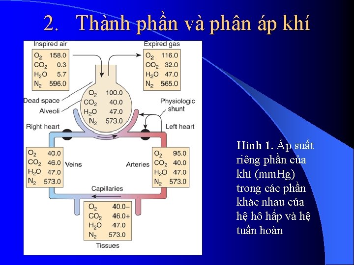 2. Thành phần và phân áp khí Hình 1. Áp suất riêng phần của