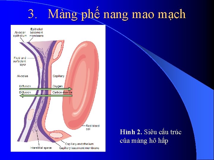 3. Màng phế nang mao mạch Hình 2. Siêu cấu trúc của màng hô