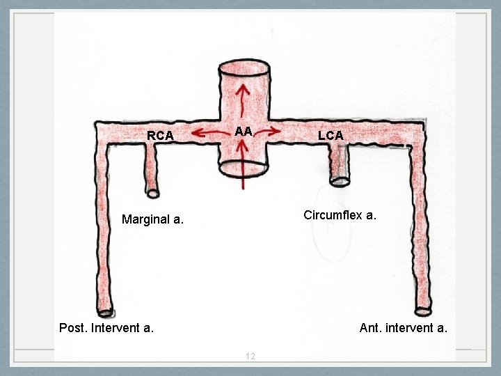 RCA AA LCA Circumflex a. Marginal a. Post. Intervent a. Ant. intervent a. 12