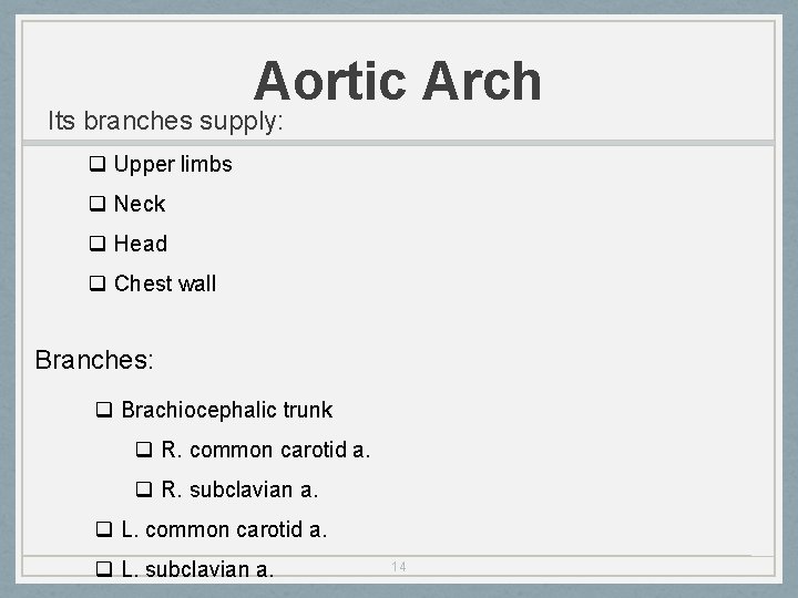 Aortic Arch Its branches supply: q Upper limbs q Neck q Head q Chest