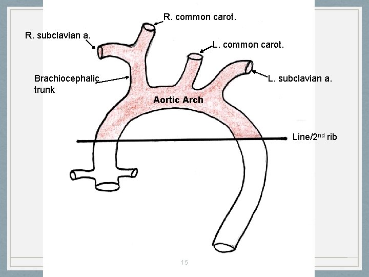 R. common carot. R. subclavian a. L. common carot. Brachiocephalic trunk L. subclavian a.