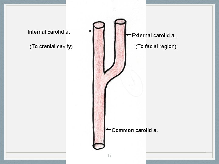 Internal carotid a. External carotid a. (To cranial cavity) (To facial region) Common carotid
