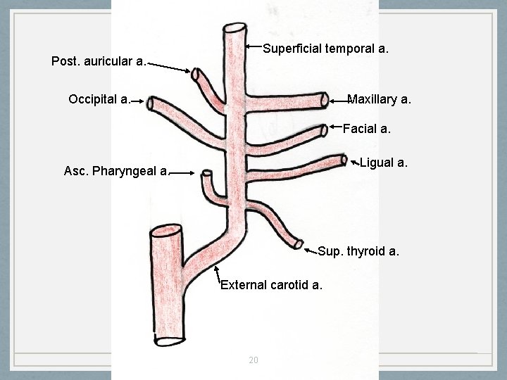 Superficial temporal a. Post. auricular a. Occipital a. Maxillary a. Facial a. Ligual a.
