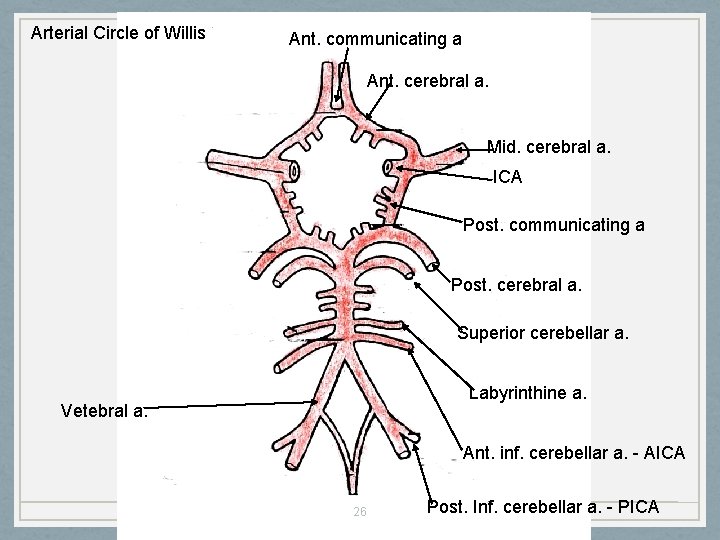 Arterial Circle of Willis Ant. communicating a Ant. cerebral a. Mid. cerebral a. ICA