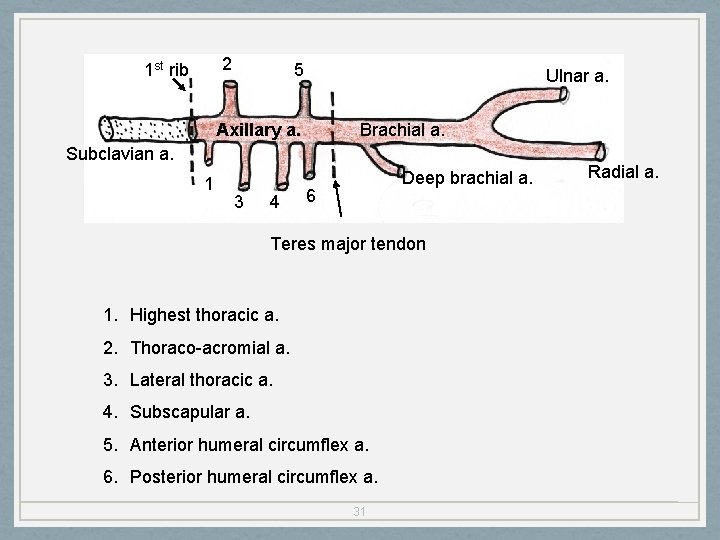 2 1 st rib 5 Ulnar a. Axillary a. Brachial a. Subclavian a. 1