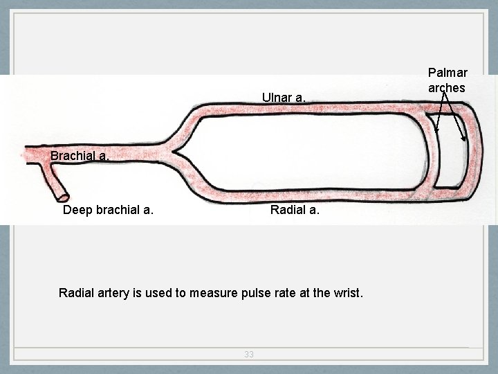 Ulnar a. Brachial a. Deep brachial a. Radial artery is used to measure pulse