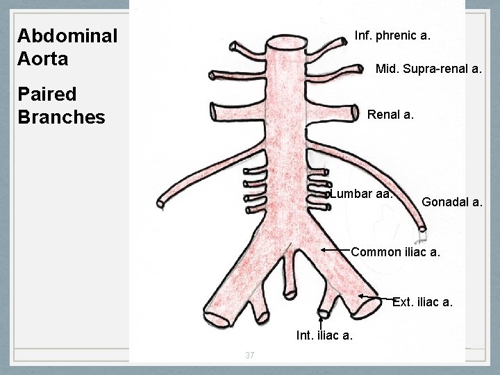 Abdominal Aorta Inf. phrenic a. Mid. Supra-renal a. Paired Branches Renal a. Lumbar aa.