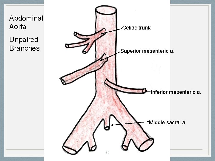 Abdominal Aorta Celiac trunk Unpaired Branches Superior mesenteric a. Inferior mesenteric a. Middle sacral