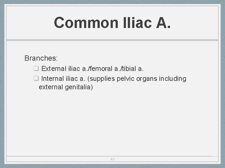 Common Iliac A. Branches: q External iliac a. /femoral a. /tibial a. q Internal