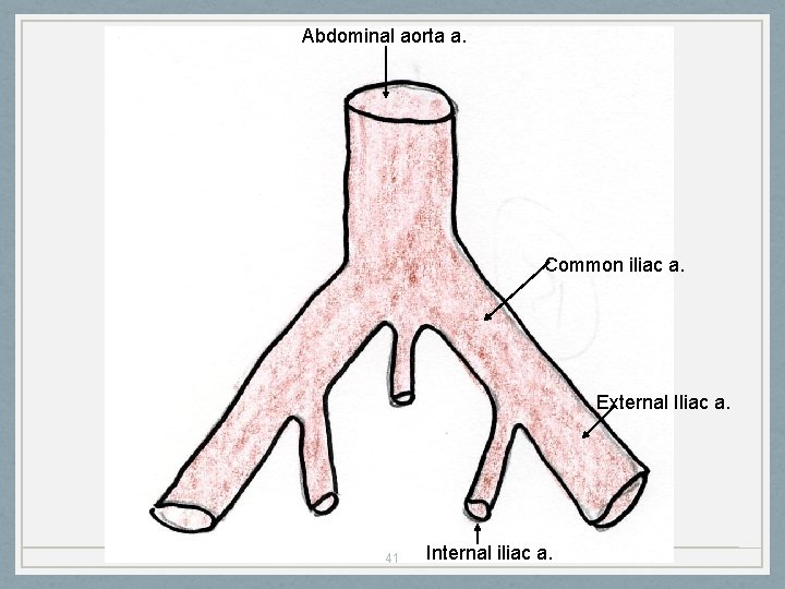 Abdominal aorta a. Common iliac a. External Iliac a. 41 Internal iliac a. 