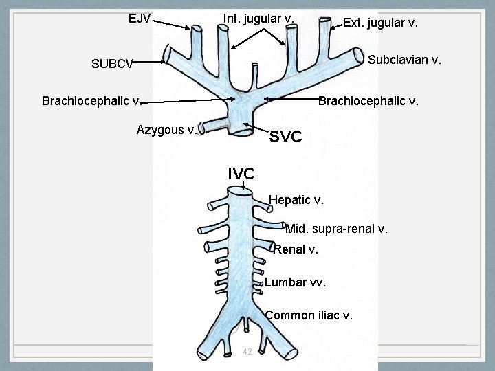 EJV Int. jugular v. Ext. jugular v. Subclavian v. SUBCV Brachiocephalic v. Azygous v.