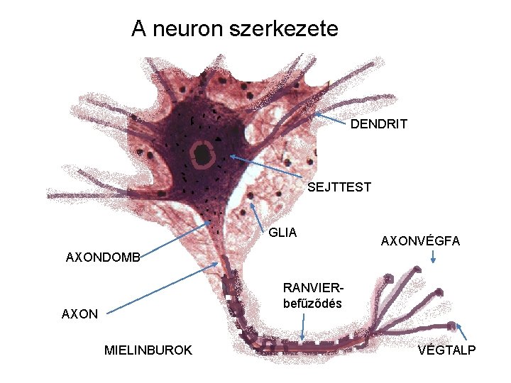 A neuron szerkezete DENDRIT SEJTTEST GLIA AXONVÉGFA AXONDOMB RANVIERbefűződés AXON MIELINBUROK VÉGTALP 