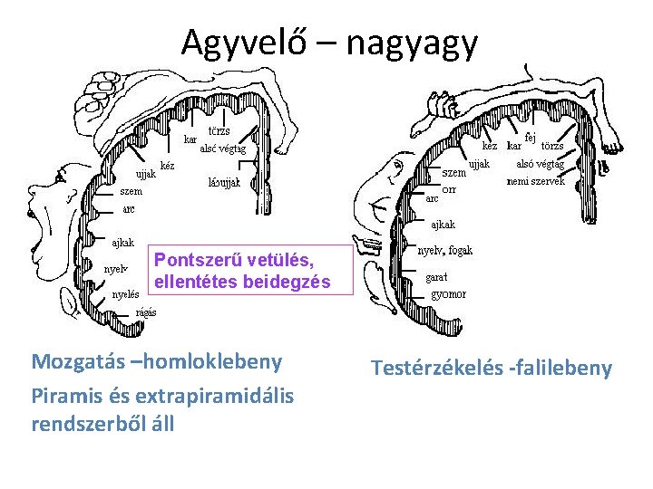 Agyvelő – nagyagy Pontszerű vetülés, ellentétes beidegzés Mozgatás –homloklebeny Piramis és extrapiramidális rendszerből áll