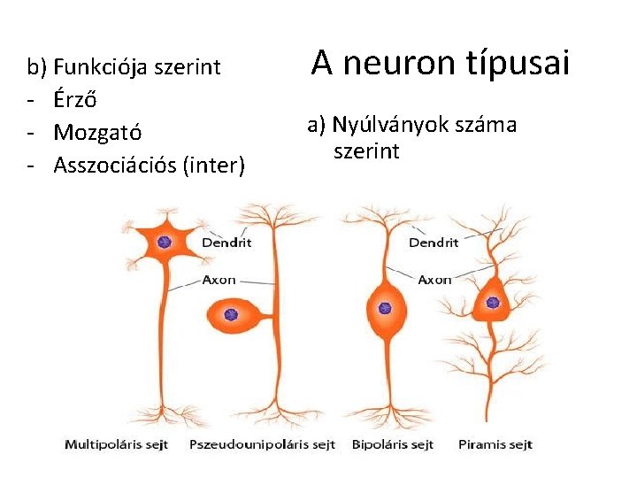 b) Funkciója szerint - Érző - Mozgató - Asszociációs (inter) A neuron típusai a) b) Funkciója szerint - Érző - Mozgató - Asszociációs (inter) A neuron típusai a)