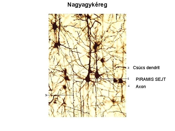 Nagyagykéreg Csúcs dendrit PIRAMIS SEJT Axon Nagyagykéreg Csúcs dendrit PIRAMIS SEJT Axon