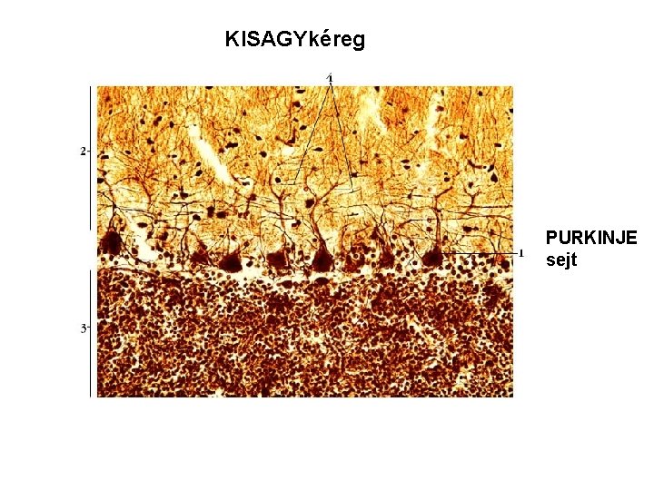 KISAGYkéreg PURKINJE sejt KISAGYkéreg PURKINJE sejt